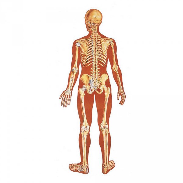 Human Skeleton Wall Chart