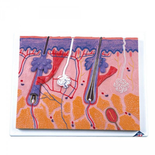 relief, skin incision